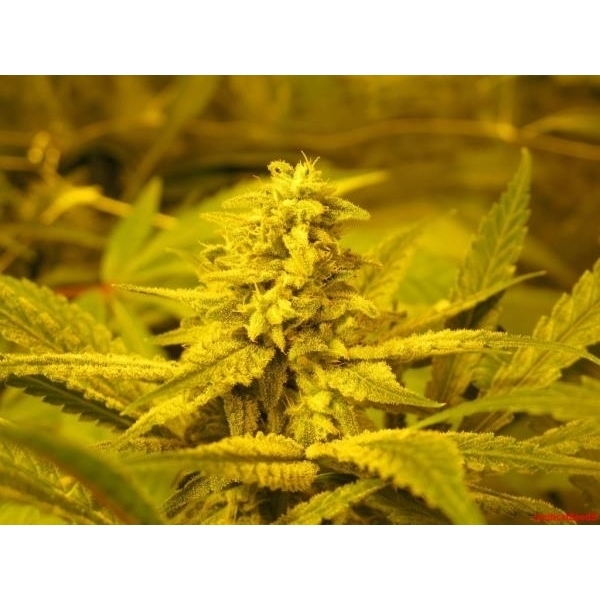 No Name (Medical Seeds) feminizovaná