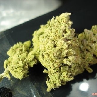 No Name (Medical Seeds) feminizovaná