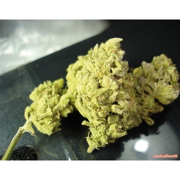 No Name (Medical Seeds) feminizovaná