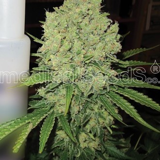 Prozack (Medical Seeds) feminizovan&aacute;