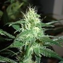 Prozack (Medical Seeds) feminizovaná