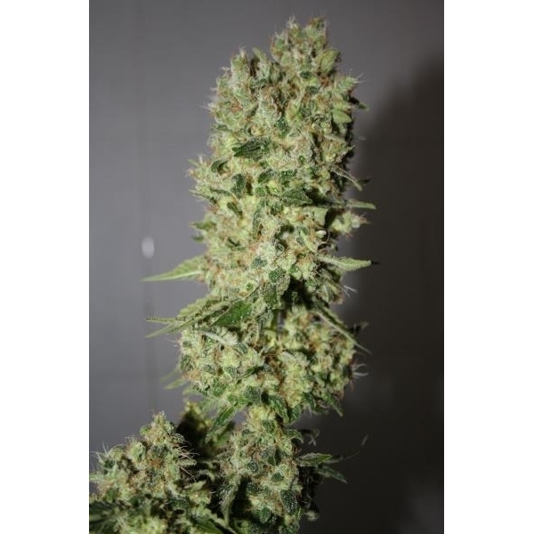 BCN Sour Diesel (Medical Seeds) feminizovaná