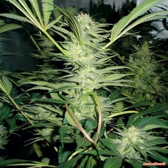 White Widow (Medical Seeds) feminizovan&aacute;