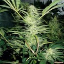 White Widow (Medical Seeds) feminizovaná