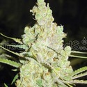 1024 (Medical Seeds) feminizovaná