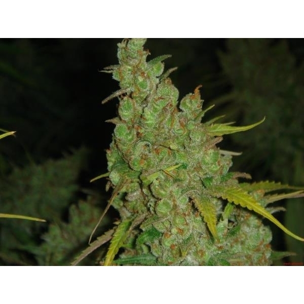 1024 (Medical Seeds) feminizovaná
