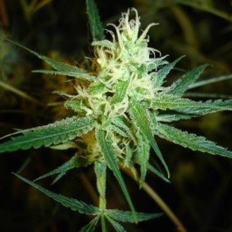 1024 (Medical Seeds) feminizovaná