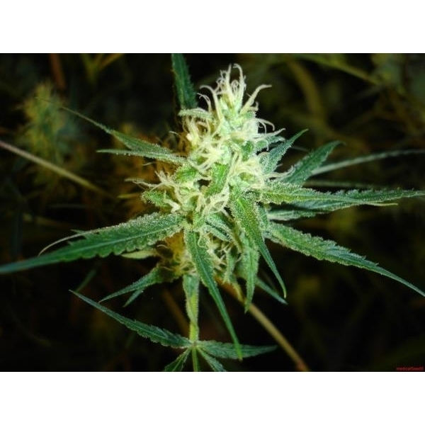 1024 (Medical Seeds) feminizovaná