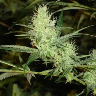 1024 (Medical Seeds) feminizovaná