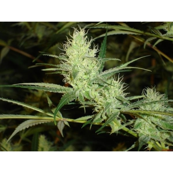 1024 (Medical Seeds) feminizovaná