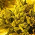 2046 (Medical Seeds) feminizovaná