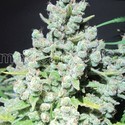 Malakoff (Medical Seeds) feminizovaná