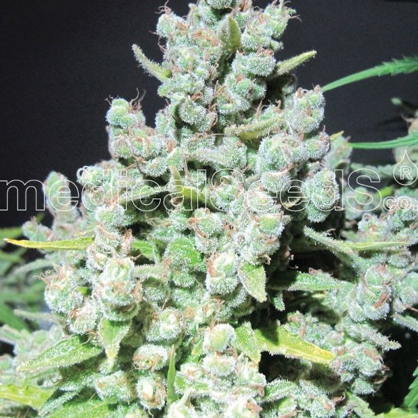Malakoff (Medical Seeds) feminizovaná