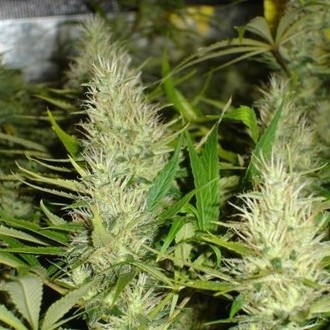 Malakoff (Medical Seeds) feminizovaná