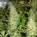 Malakoff (Medical Seeds) feminizovaná