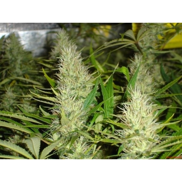 Malakoff (Medical Seeds) feminizovaná