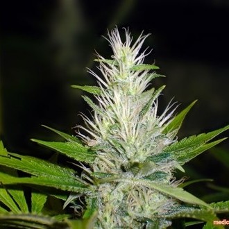 Malakoff (Medical Seeds) feminizovaná