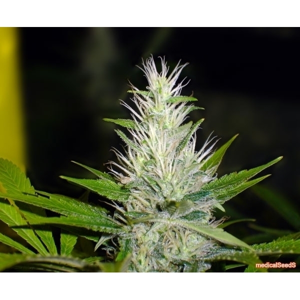 Malakoff (Medical Seeds) feminizovaná