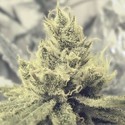 Y Griega (Medical Seeds) feminizovaná