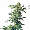 Northern Lights (Sensi Seeds) feminizovaná