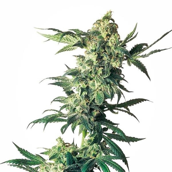 Northern Lights (Sensi Seeds) feminizovaná