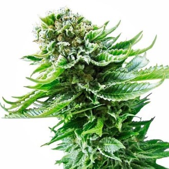 Northern Lights Samonakv&eacute;tac&iacute; (Sensi Seeds) feminizovan&aacute;