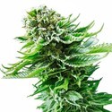 Northern Lights Samonakvétací (Sensi Seeds) feminizovaná