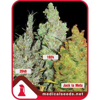 Kolekce 2 (Medical Seeds) feminizovan&aacute;