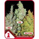 Kolekce 2 (Medical Seeds) feminizovaná