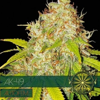 AK-49 Samonakv&eacute;tac&iacute; (Vision Seeds) feminizovan&aacute;