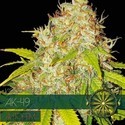 AK-49 Samonakvétací (Vision Seeds) feminizovaná