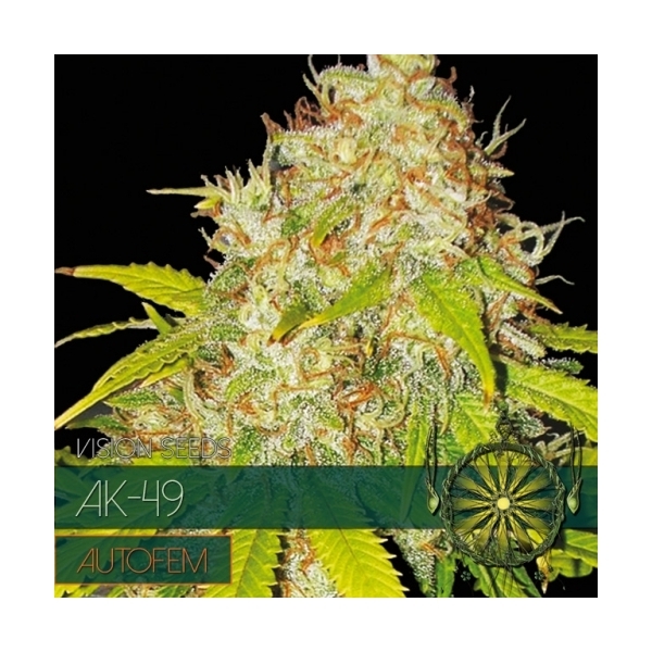 AK-49 Samonakvétací (Vision Seeds) feminizovaná
