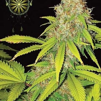 AK-49 Samonakvétací (Vision Seeds) feminizovaná