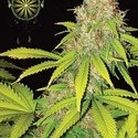 AK-49 Samonakvétací (Vision Seeds) feminizovaná