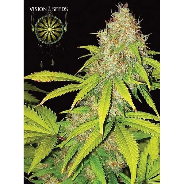 AK-49 Samonakvétací (Vision Seeds) feminizovaná