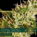 Super Skunk Samonakvétací (Vision Seeds) feminizovaná