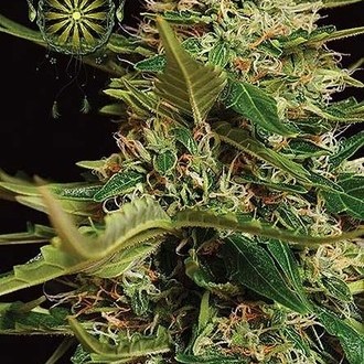 Super Skunk Samonakvétací (Vision Seeds) feminizovaná