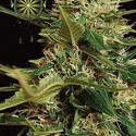Super Skunk Samonakvétací (Vision Seeds) feminizovaná