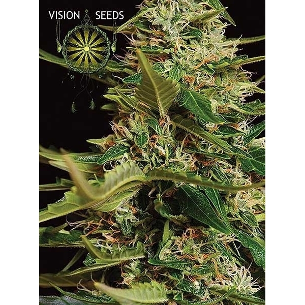 Super Skunk Samonakvétací (Vision Seeds) feminizovaná