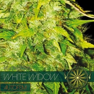 White Widow Samonakv&eacute;tac&iacute; (Vision Seeds) feminizovan&aacute;