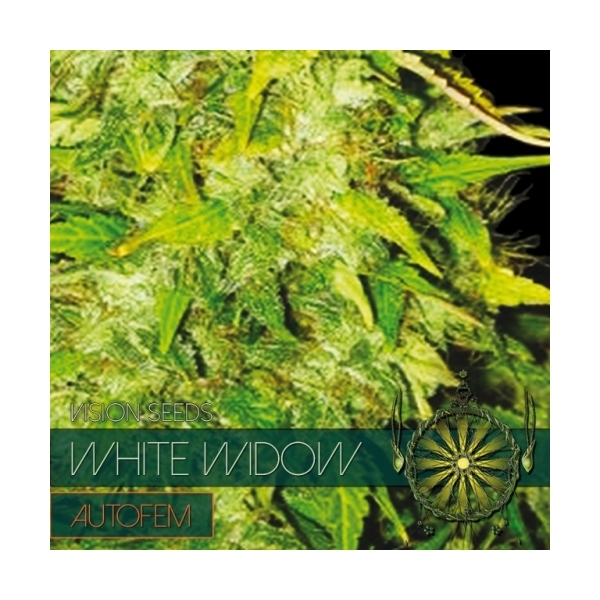 White Widow Samonakvétací (Vision Seeds) feminizovaná