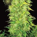 White Widow Samonakvétací (Vision Seeds) feminizovaná