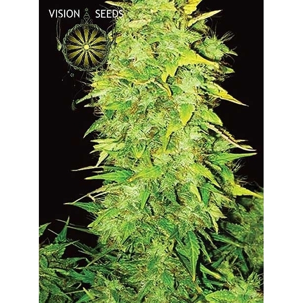 White Widow Samonakvétací (Vision Seeds) feminizovaná