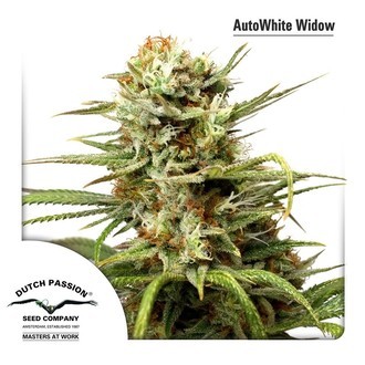 Auto White Widow (Dutch Passion) feminizovan&aacute;