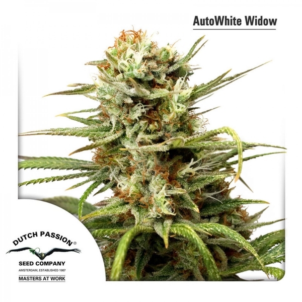 Auto White Widow (Dutch Passion) feminizovaná