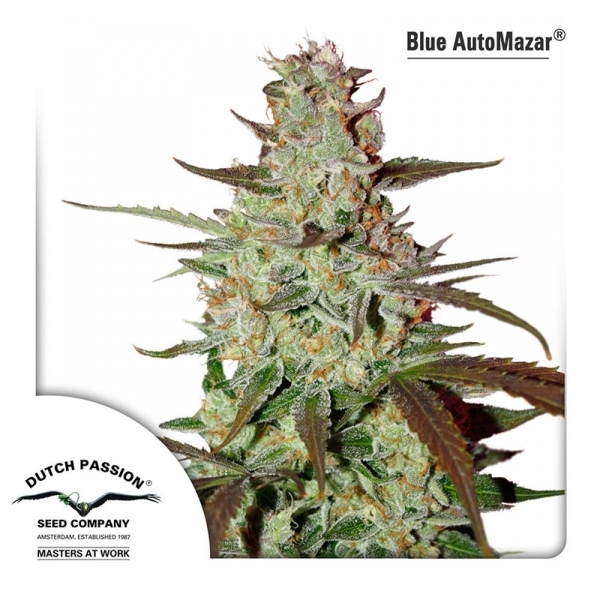 Blue Auto Mazar (Dutch Passion) feminizovaná