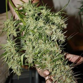 Blue Auto Mazar (Dutch Passion) feminizovaná
