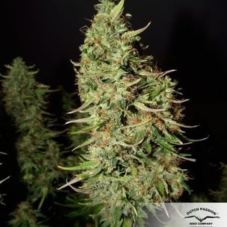 Blue Auto Mazar (Dutch Passion) feminizovaná