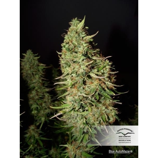 Blue Auto Mazar (Dutch Passion) feminizovaná