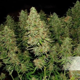Blue Auto Mazar (Dutch Passion) feminizovaná